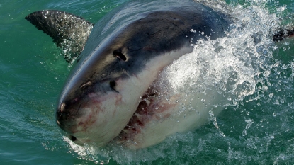 Shark kills man who was diving off Australian coast