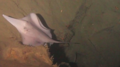 Sharks found living inside underwater volcano