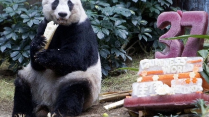 Oldest panda Jia Jia celebrates 37th birthday