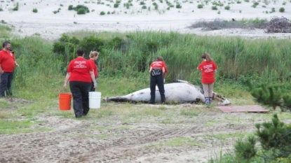 Ship strike may have killed beached whale