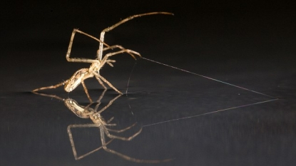 Spiders ‘sail on water like ships’