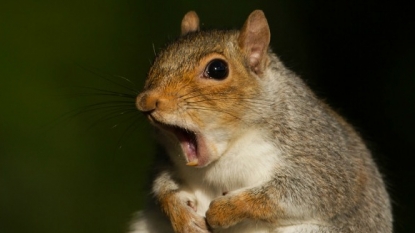 Deadly New Virus Jumped From Squirrels to People