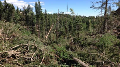 Crews remove trees felled by tornado in Pike National Forest campground