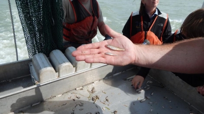 Summer forecast for Lake Erie algae, big rains