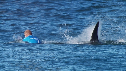 Surfer fighting off shark not so unusual