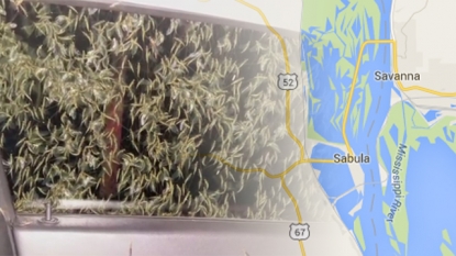 Swarm of mayflies forces closure of Iowa bridge