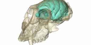 Tech Times: No Monkey Business! Victoriapithecus Had Tiny But Complex Brain