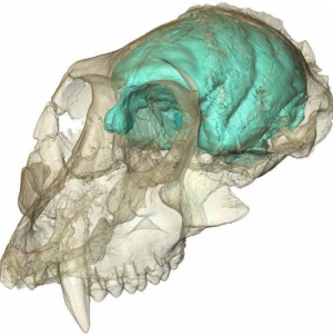 Tech Times: No Monkey Business! Victoriapithecus Had Tiny But Complex Brain