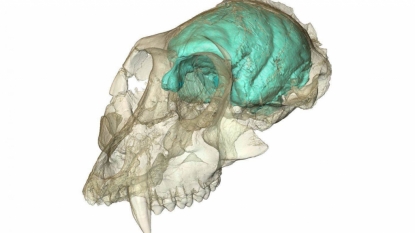 Tech Times: No Monkey Business! Victoriapithecus Had Tiny But Complex Brain