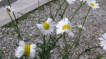 Photo of ‘mutant’ daisies in Japan triggers radiation fears