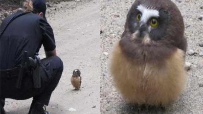 Owl With an Attitude Wins Face-off With Deputy