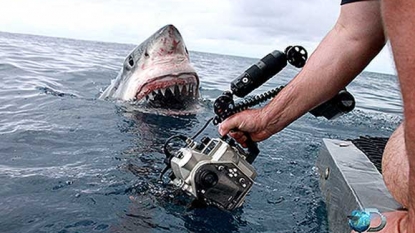 ICYMI: Shark Week Returns Sunday | Gulfport, FL Patch