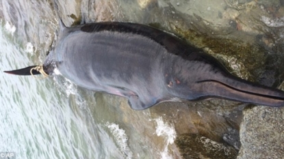 Rarely-seen deep water whale washed up on beach in Massachusetts