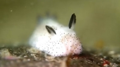 This sea slug looks exactly like an adorable bunny | Geek-Cetera