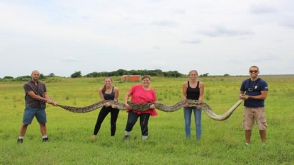 National Park Service officials have reported the captured of a Burmese python