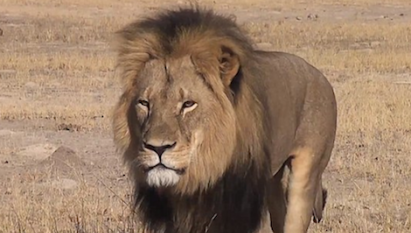 US Dentist and hunter charged of killing Cecil the Lion