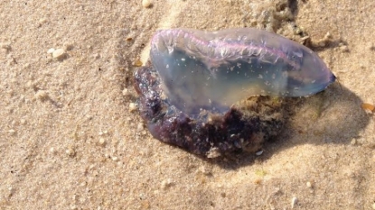 Venomous Man O’ War Spotted on Fire Island Shores, 2 Children Injured