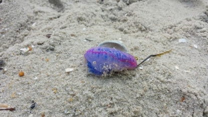 ‘Very dangerous’ jellyfish found on New Jersey beach – The York Daily