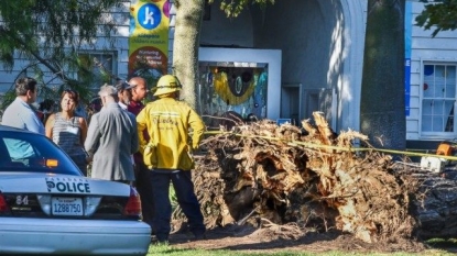 Probe into California tree fall begins; kids seriously hurt