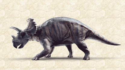 Meet a brand new dinosaur: The Wendiceratops! – The Daily Share – HLN