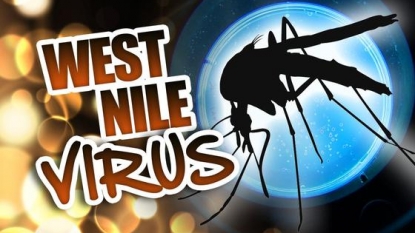 West Nile Virus Detected in City Mosquitos – NY1.com