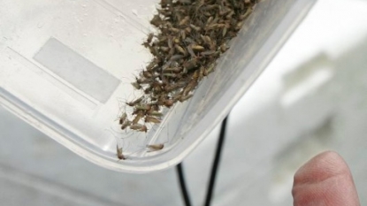 West Nile infected mosquitoes found in Bloomfield