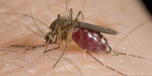 Wet weather in Ohio leads to lots of mosquitoes | Newsradio WTAM 1100