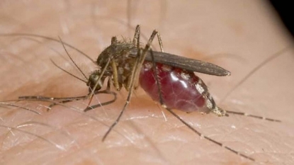 Wet weather in Ohio leads to lots of mosquitoes | Newsradio WTAM 1100