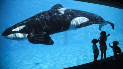 SeaWorld accused of infiltrating animal rights group in California