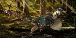 New feathered dinosaur discovered in China