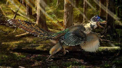 New feathered dinosaur discovered in China