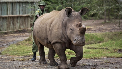 4 northern white rhinos left on Earth