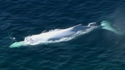 Is that you, Migaloo? White whale sighted off Gold Coast