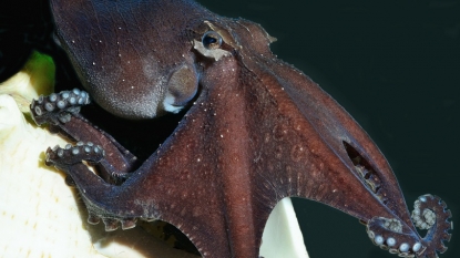 ‘Gentleman’ octopus taps prey on shoulder before attacking