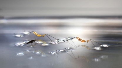 Bio-inspired robots jump on water