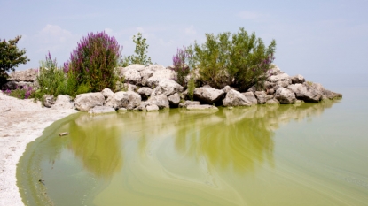 Algae bloom in Lake Erie