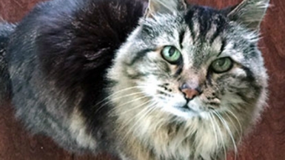 Meet Corduroy, the Absolute Oldest Cat in Existence