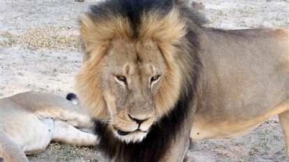 American doctor defends lion hunt, says he followed rules