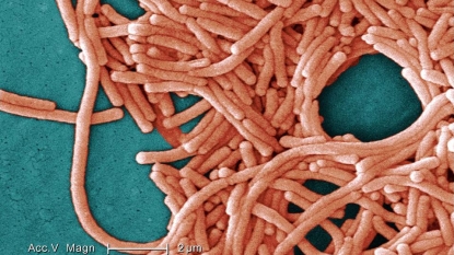 Ten dead in New York Legionnaire’s disease outbreak