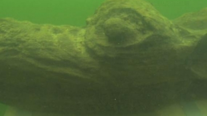 Ancient, Wooden Sea Monster Raised from the Depths of the Baltic Sea