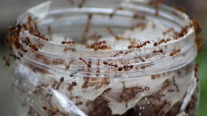 Ants And Their Extraordinarily Keen Sense of Smell