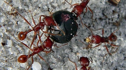 Ants could use their insane sense of smell to find enemies