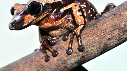 Biologist discovers venomous frog the hard way