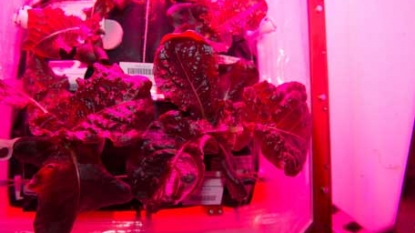 Astronauts have first ever taste of food grown in space