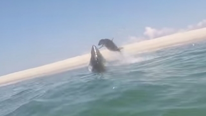 Cape Cod Shark Attacks: Video shows seal escaping shark attack off Chatham