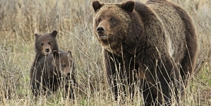 Bear euthanized after killing man in Yellowstone