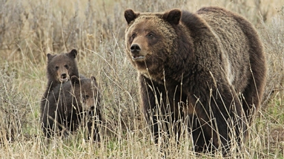 Bear euthanized after killing man in Yellowstone