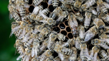 Bees Vaccinate Offspring Naturally; Colony Queen Passes On Pathogens Through Food