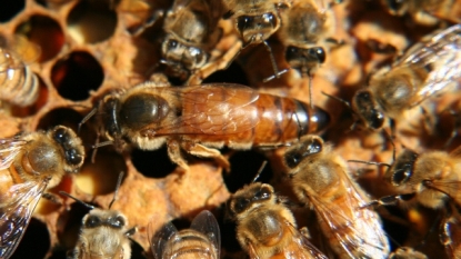 Bees and Health: Natural-Vaccine Discovery Opens Doors