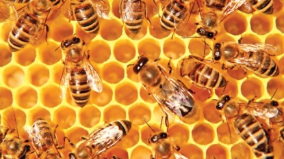 Bees naturally vaccinate their babies